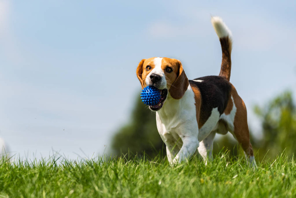 Beagle-Hund rennt durch grüne Wiese in Richtung Kamera. - Foto, Bild