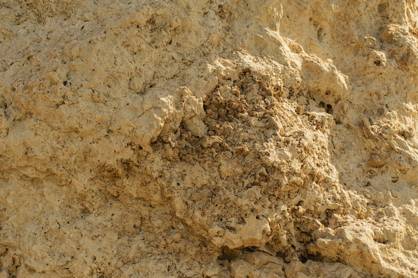 紅海の化石サンゴ。古代の生物は石に変わり. - 写真・画像
