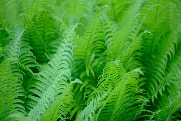 suuri vihreä pensas saniainen metsässä - Valokuva, kuva