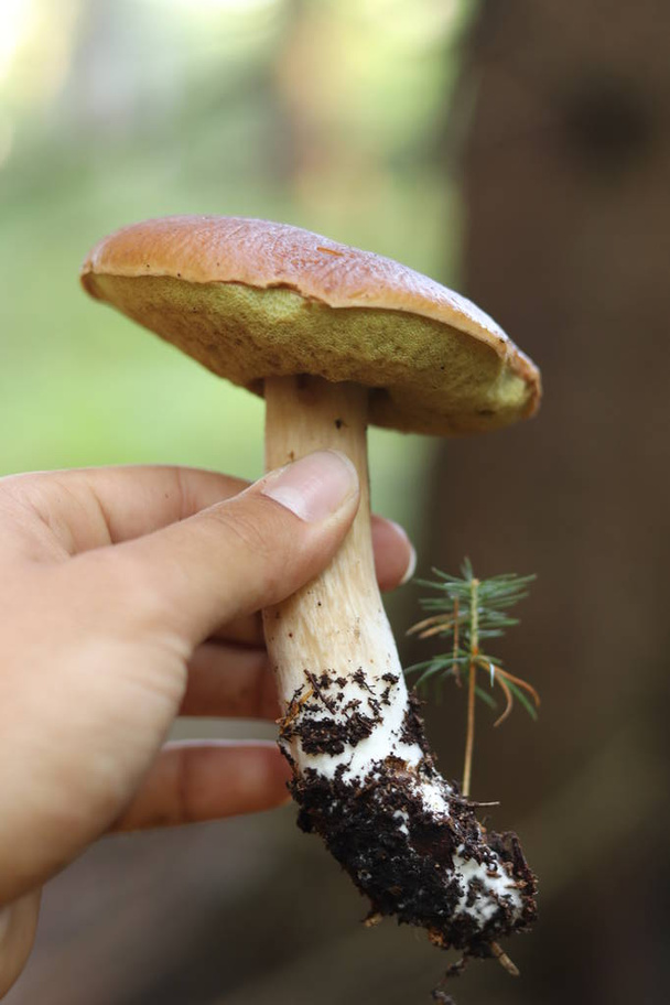 Just a mushroom pulled from the ground and picker show us Imleria badia in all his beauty. Man´s hand holds bay bolete with clay on end of stem and wonderful yellow sponge under cap - Photo, Image