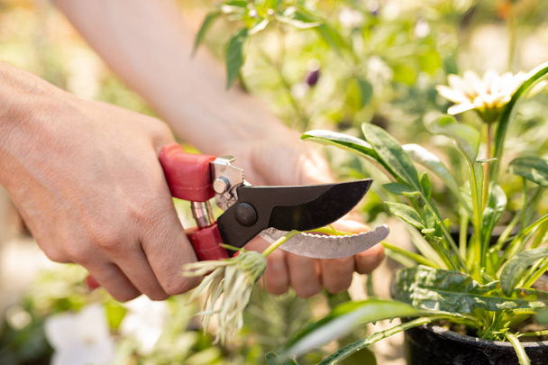 Руки садовницы режут сухой цветок в горшочке секаторами во время работы в саду или оранжерее
 - Фото, изображение