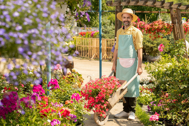 花の新しい種類の世話をしながら、花壇の間に立っているカートを持つ成熟したひげの男性庭師 - 写真・画像