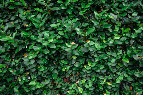 Florisztikai háttér. Zöld levelek a falon. - Fotó, kép