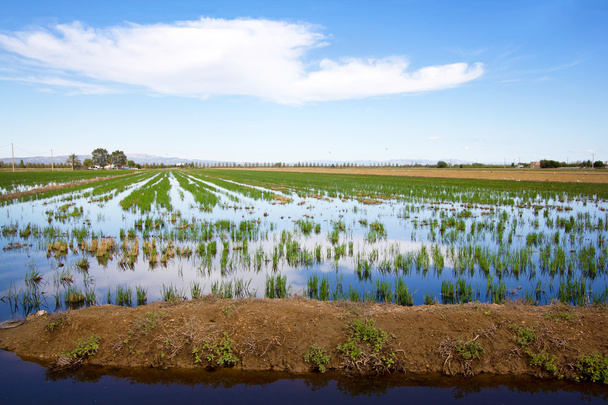 Campo de arroz en Delta del Ebro
 - Foto, Imagen