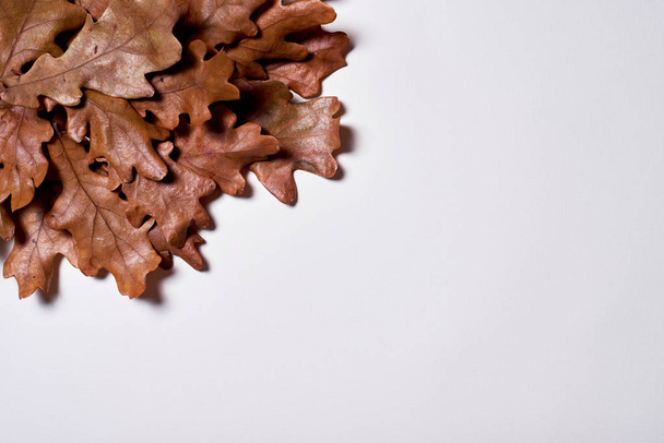 Autumn composition made of dried oak leaves on white background. - 写真・画像
