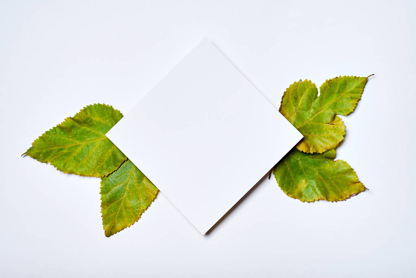 Herfst samenstelling. Frame gemaakt van blanco papier en groen blad o - Foto, afbeelding
