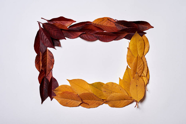 Autumn composition. Frame made of yellow and red leaves on white - Φωτογραφία, εικόνα