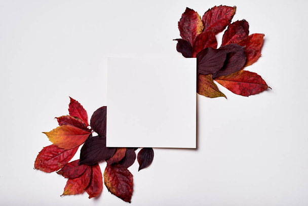 Autumn composition. Frame made of blank paper and leaves on whit - Fotoğraf, Görsel