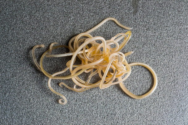Close-up photo of Toxocara cati. Roundworms from a cat - Photo, Image