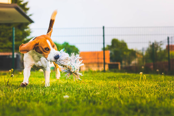 Beagle cão divertido no jardim ao ar livre correr e saltar com bola em direção à câmera - Foto, Imagem