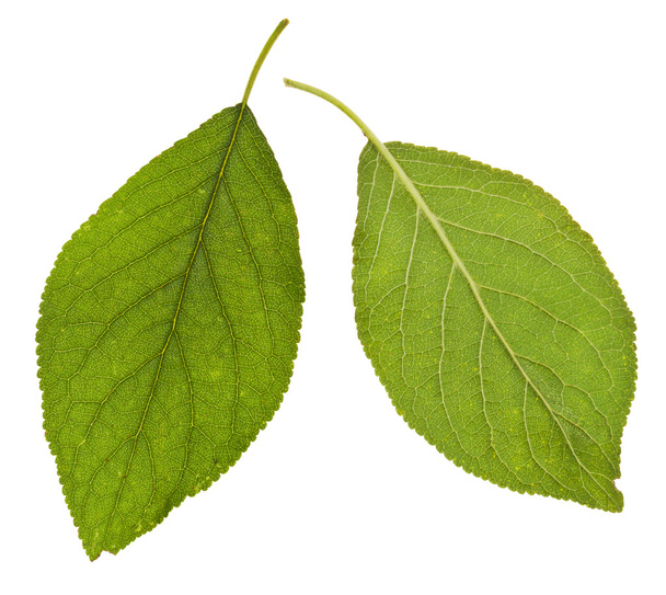 hojas verdes de ciruelo
 - Foto, imagen