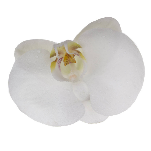 beautiful white orchid flower, close view   - Фото, зображення