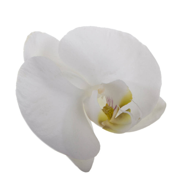 beautiful white orchid flower, close view   - 写真・画像