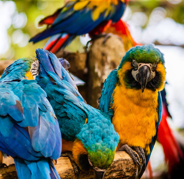 blauer und gelber Ara, Papagei in einem Naturpark in Cartagena, co - Foto, Bild