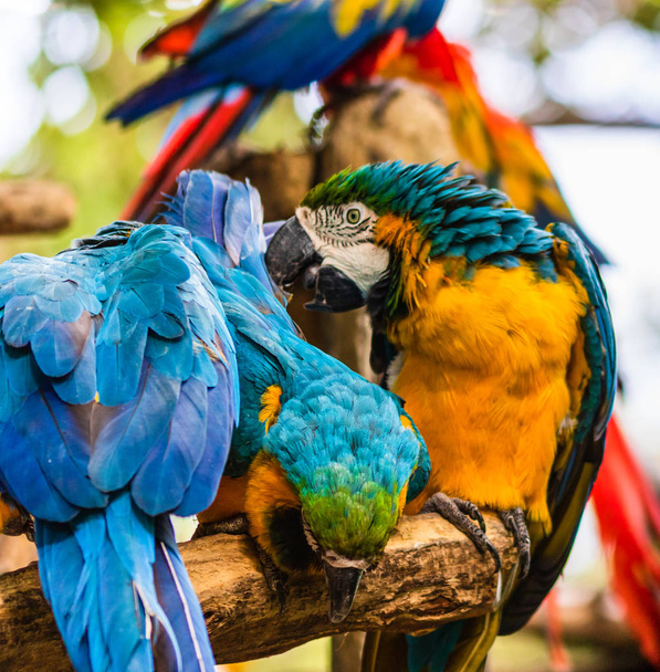 Aras bleu et jaune, perroquet dans un parc naturel à Cartagena, Co
 - Photo, image