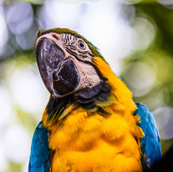 Blue and yellow macaw, parrot in a natural park in Cartagena, Co - Photo, Image