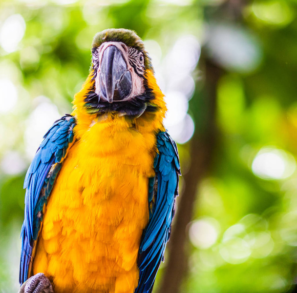 Blue and yellow macaw, parrot in a natural park in Cartagena, Co - Photo, Image