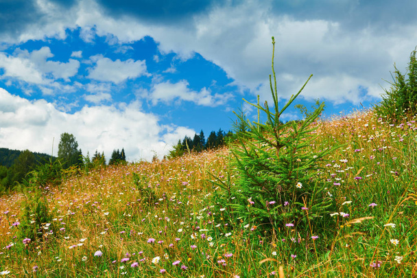 Spruces op heuvels-prachtige zomer landschap, bewolkte hemel op heldere zonnige dag. Karpaten. Oekraïne. Europa. Reis achtergrond. - Foto, afbeelding