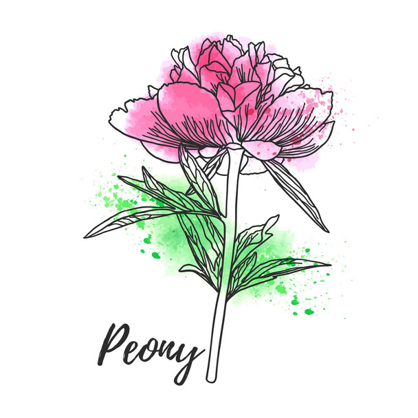 Decorative watercolor peony isolated on white background. - Vector, imagen