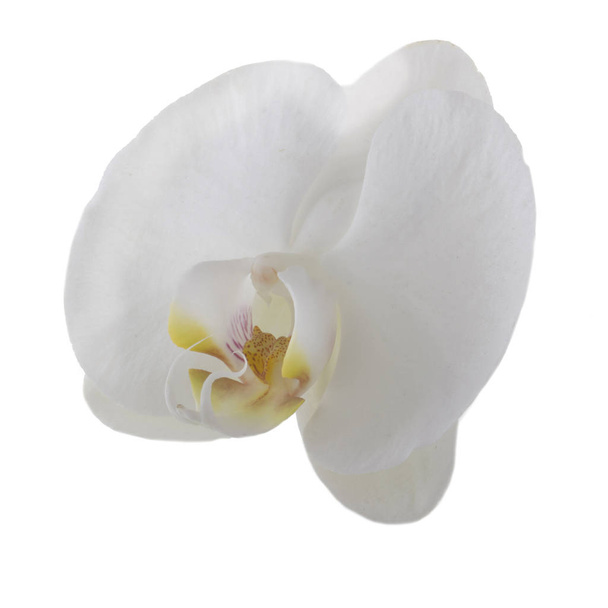 beautiful white orchid flower, close view   - Valokuva, kuva