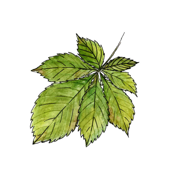 Watercolor illustrations of chestnut leaf isolated on white background. Large green leaf of chestnut - Foto, afbeelding
