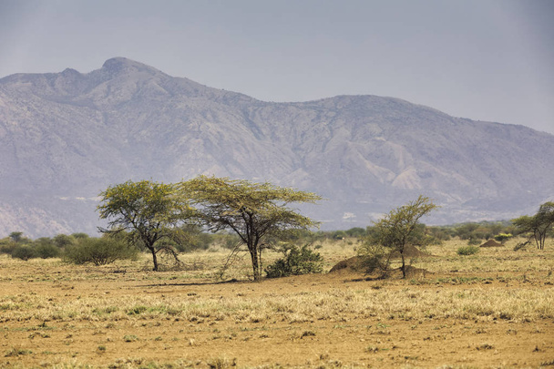 Савана в національному парку Awash, Ефіопія - Фото, зображення