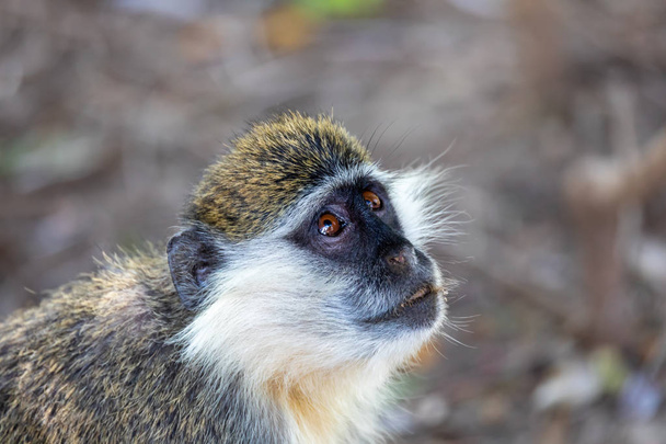 Vervet maymunu, Awash, Etiyopya - Fotoğraf, Görsel
