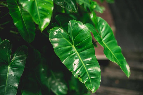 close up of green leaves, nature concept - Photo, Image