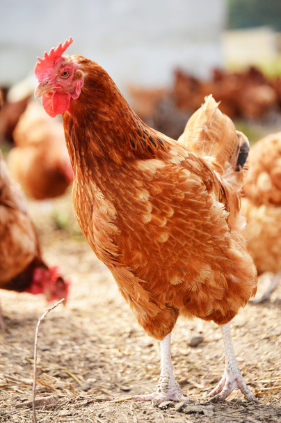 Chickens on traditional free range poultry farm - Φωτογραφία, εικόνα