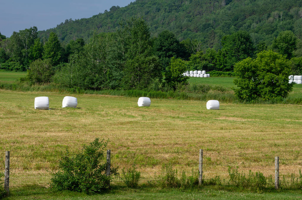 Round Bales in Hay Field - Foto, Imagen