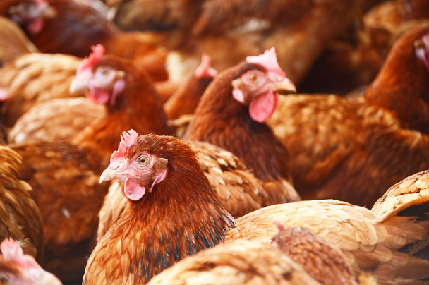 Csirkék a hagyományos szabadtartású baromfitartó gazdaságban - Fotó, kép