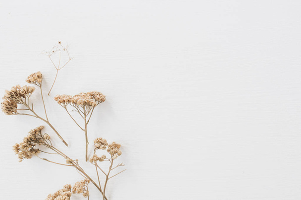 Ξηρό λουλούδι κλαδί σε λευκό φόντο. Επίπεδη όψη, κορυφή θέα ελάχιστο ουδέτερο φόντο λουλουδιών. - Φωτογραφία, εικόνα