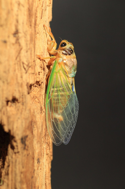 Cicada-muunnos (Cryptotympana facialis) Japanissa
 - Valokuva, kuva