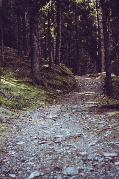 Tiro vertical de un sendero en medio de árboles y musgo en el bosque
 - Foto, imagen