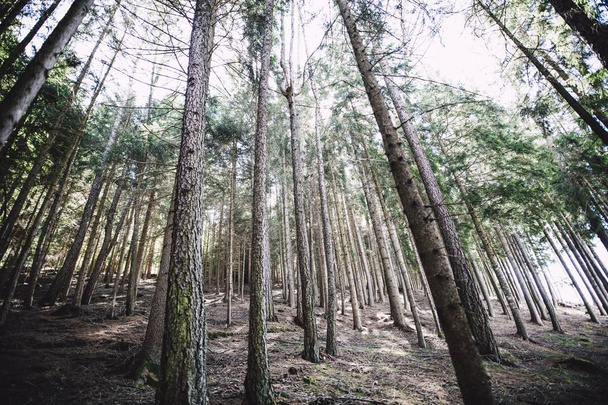 Low angle shot of a forest with tall trees - Foto, immagini