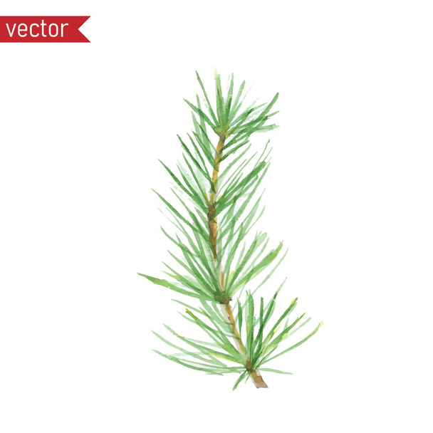 Watercolor pine twig. Vector illustration of green branch with n - Vector, Image