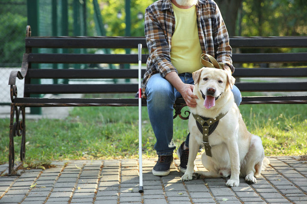 Сліпий зрілий чоловік з собакою-поводирем сидить на лавці в парку
 - Фото, зображення