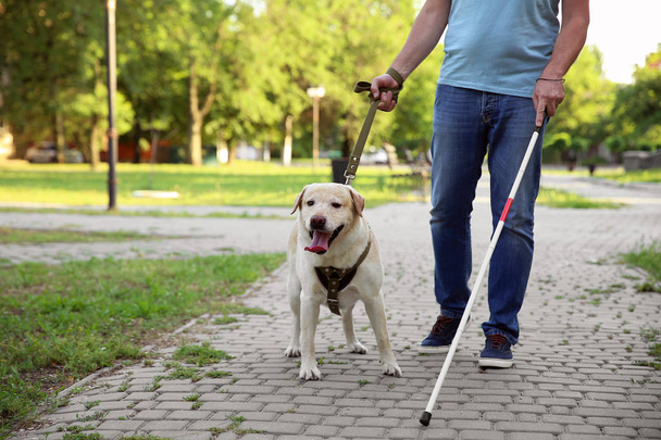 Сліпа зріла людина з собакою-поводирем у парку
 - Фото, зображення