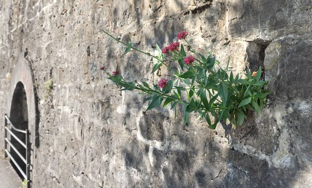 Blumen auf Steinen - Foto, Bild