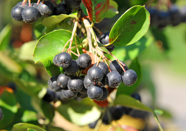 Fekete ashberry (Aronia melanocarpa) - Fotó, kép