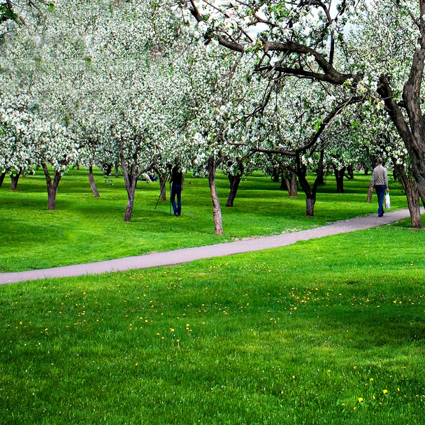 Blossoms on footpath through green forest - Foto, Bild