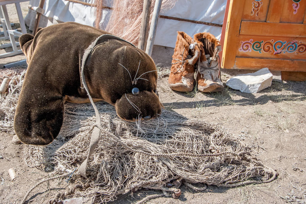 The toy seal is entangled in the net and lies on the ground. The yurt has brown fur boots. Traditional Baikal boots. - Photo, Image