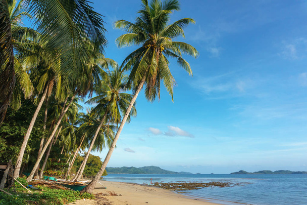 Philippines. palm trees on the sea - Фото, изображение