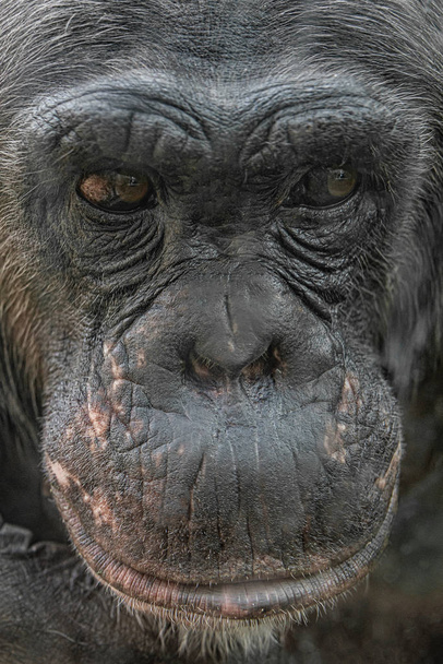 Closeup portrait of curious wondered female adult Chimpanzee - Photo, Image