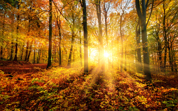 Syksyn aurinko tekee taikansa metsässä
 - Valokuva, kuva