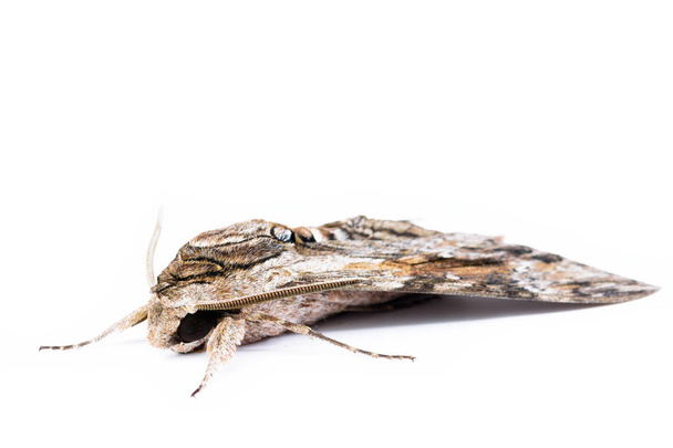 The convolvolus hawk moth (Agrius convolvuli) in a withe background isolated - Photo, Image