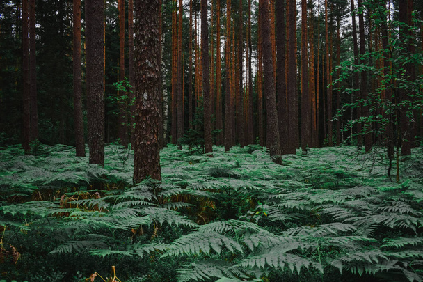 Деревья в лесу - Фото, изображение