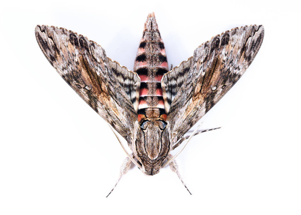 The convolvolus hawk moth (Agrius convolvuli) in a withe background isolated - Photo, Image