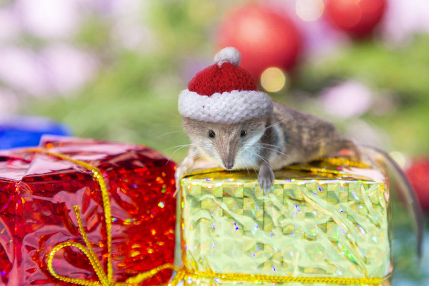 Söpö hiiri punainen jouluhattu kullanpunainen laatikko lahjoja hämärtynyt uusi vuosi tausta. Rotta on kiinalaisen kalenterin mukaan uuden vuoden 2020 symboli
. - Valokuva, kuva