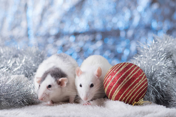 New Year concept. Cute white domestic rat in a New Year's decor. Symbol of the year 2020 is a rat. Gifts, toys, garlands, Christmas tree branches - Zdjęcie, obraz